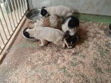 8 cuccioli abbandonati a Paganica